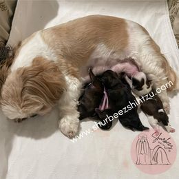 Shih Tzu Puppies from Shurbeez Shih Tzu