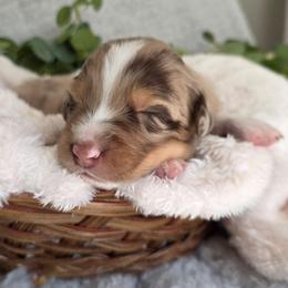 KitKat - Red merle female Australian Shepherd puppy in Summerville, South Carolina from Flowertown Aussies