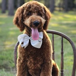 Wimberly's Silver Boy - Apricot male Goldendoodle puppy in Kountze, Texas from Texas Doodles LLC