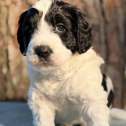 Adriatic - Black and white female Bernedoodle puppy in Russellville, Arkansas from Crossgate Doodles