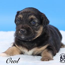 Owl - Black tri male Miniature Australian Shepherd puppy in Weeki Wachee, Florida from Arlington's Mini Aussies