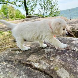 Mr. Orange - Light golden male Golden Retriever puppy in Jasper, Tennessee from Suncoast Goldens