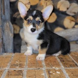 Girl 1 - Pembroke Welsh Corgi puppy in Anton, Texas from X Bar's Lil Legs of Texas
