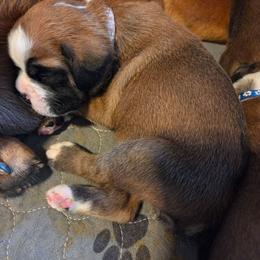 Nova Lt pink fawn - Fawn female Boxer puppy in Marion, Montana from Serendipity's European Boxers