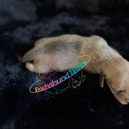 Antlia - Cream female Dachshund puppy in Peyton, Colorado from Dachshund Universe