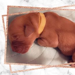 Golden Retriever Puppies from Sydney’s Goldens