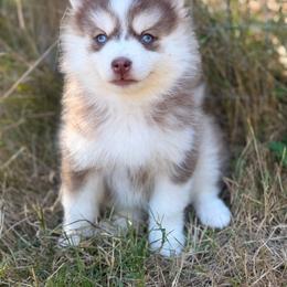 Molly - Red and white female Pomsky puppy in Coos Bay, Oregon from Ocean View Pomskies