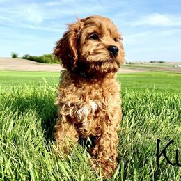 Bernedoodle, Cockapoo, and German Shorthaired Pointer Puppies from Filipiak Breeders
