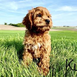 Bernedoodle, Cockapoo, and German Shorthaired Pointer Puppies from Filipiak Breeders