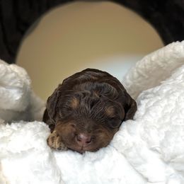 Goldendoodles and Labradoodles from Reddy Poodles & Doodles