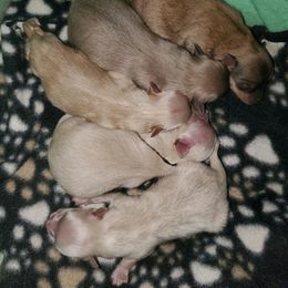 Companion Cross, Papillon, and Pomeranian Puppies from Lovely Ladies and Little Asses Miniature Equines (L3A Pomeranians & Papillons)