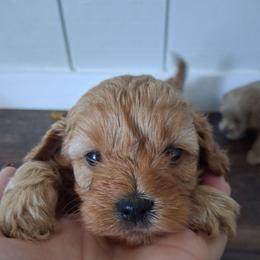 Woody F1b - Red male Cavapoo puppy in Centerton, Arkansas from Velvet Paws Cavapoos