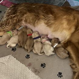 Scott- black collar - Dark golden male Golden Retriever puppy in Indianapolis, Indiana from ZuGolden Retrievers & Doodles