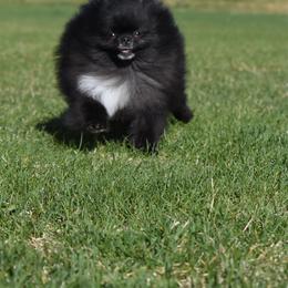 Starry - Black female Pomeranian puppy in Westminster, Colorado from VanityPom’s