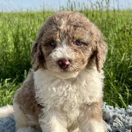 Goldendoodle Puppies from DM Hilltop FURfamily