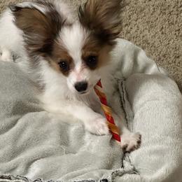 Papillon puppies from Sunshine Papillons Central Florida