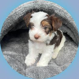 AKC S'more - Parti male Yorkshire Terrier puppy in Bonney Lake, Washington from Enchanted Yorkies