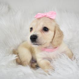 Light cream girl - Cream female Dachshund puppy in Seminary, Mississippi from Down South Mavericks Dachshunds