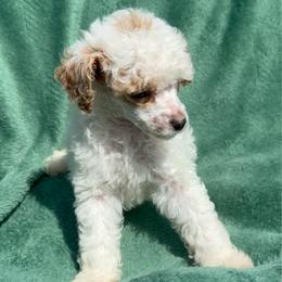 Spot - Parti male Poodle puppy in Salem, Oregon from Oregon Poodle Oodle Doodles
