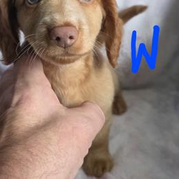 Cream - Cream male Dachshund puppy in Crab Orchard, Kentucky from Lucy’s legacy dachshunds