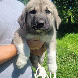 Anatolian Shepherd Dog Puppies from Mcginnis Guardian Dogs