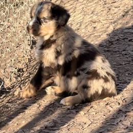 Swirl - Red merle male Australian Shepherd puppy in Macon, Georgia from Shaina’s Shepherds