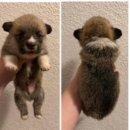 Lennox - Red male Pembroke Welsh Corgi puppy in Helmville, Montana from Calie’s Corgis