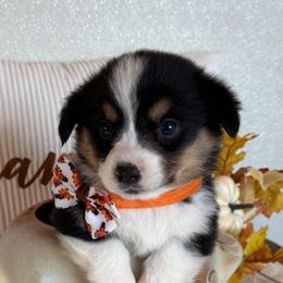 JEREMY AKC - Black and tan male Pembroke Welsh Corgi puppy in Hinton, Oklahoma from Green Cloud Ranch