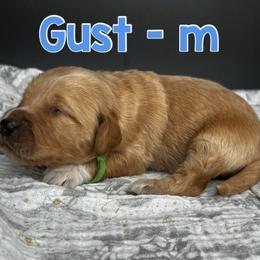 Gust - Apricot male Goldendoodle puppy in Lake City, Florida from North Florida Poodles and Doodles
