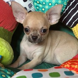 Benny - Fawn male Chihuahua puppy in Allentown, Pennsylvania from Tsunami Cockers & Chihuahuas