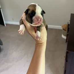Red girl - Brindle female Boxer puppy in Upper Sandusky, Ohio from Rock Run Farm
