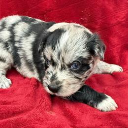 Alana - Blue merle female Australian Shepherd puppy in Kimbolton, Ohio from Wagon Wheel Aussies