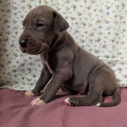Gomez - Blue male Great Dane puppy in Bay City, Michigan from Monarch Danes