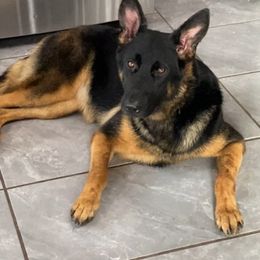 Empress - German Shepherd