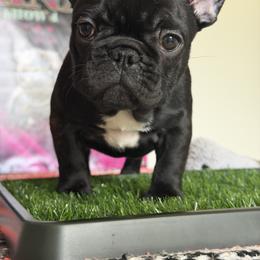 Boy 2 - male French Bulldog puppy in Port St. Lucie, Florida from The Family Bullies