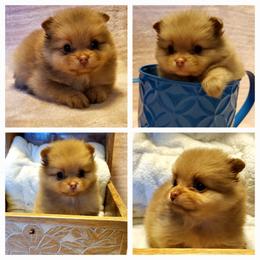 Penelope - Chocolate sable female Pomeranian puppy in Forsyth, Illinois from Amazing Grace Pomeranians