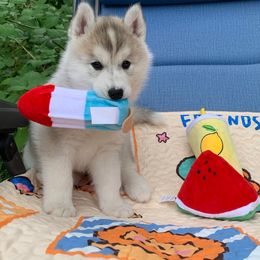Siberian Husky Puppies from Canace Siberians
