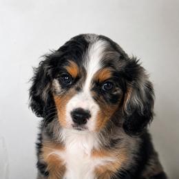 Sterling - Merle male Cavapoo puppy in Knoxville, Tennessee from Duke’s Forever Doodles