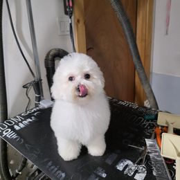 Hoppy - White male Bichon Frise puppy in Los Lunas, New Mexico from Sweetwaterbichonfriseandpoodles.com