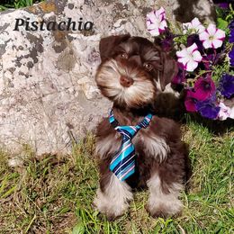 Pistachio - Miniature Schnauzer puppy in Vernal, Utah from High Uinta Schnauzers