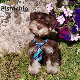 Pistachio - Miniature Schnauzer puppy in Vernal, Utah from High Uinta Schnauzers