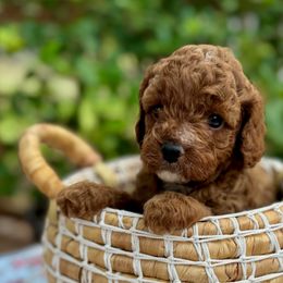 Girl 2 - Apricot female Cavapoo puppy in La Vernia, Texas from Texas Teddy Bears