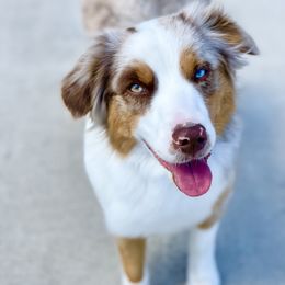 Miniature American Shepherd All Grown Up from Clarity MAS