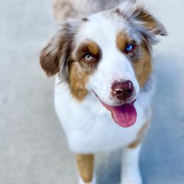 Miniature American Shepherd All Grown Up from Clarity MAS