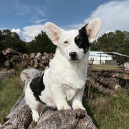 Ava - Pembroke Welsh Corgi