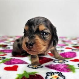 Black and tan dapple male - Dapple male Dachshund puppy in Belle Rive, Illinois from Akin's Miniature Dachshunds, LLC