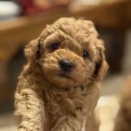 Joplin - Red  female Poodle puppy in Port Huron, Michigan from Snay's Poodle Puppies