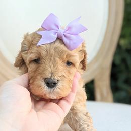 Aussiedoodle and Goldendoodle Puppies from Ever After Doodles Arizona