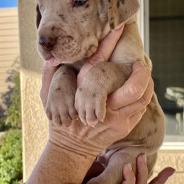 Great Dane Puppies from Oak Bend Danes