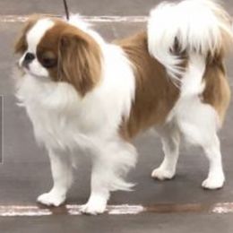 Japanese Chins from Willowood Dog Kennel